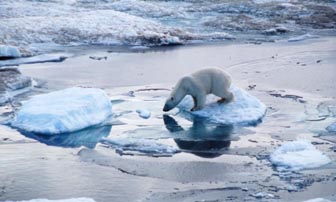 Polar-Bear-on-melting-ice